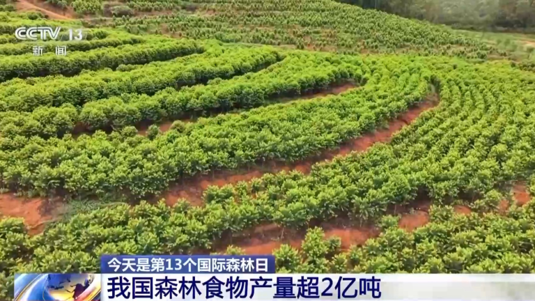 2024 میں چین کے جنگلات سے خوراک کی پیداوار 200 ملین ٹن سے تجاوز کر گئی