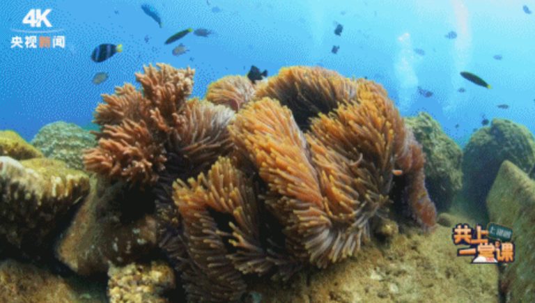 چین کے سمندری تحفظ اور پائیدار ترقی سے متعلق اقدامات