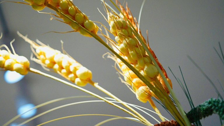 چین میں موسم گرما کے اناج کی پیداوار 149.74 ارب کلوگرام رہی