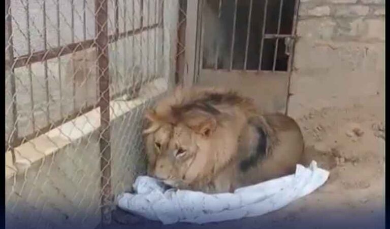 لاہور; بھیکے وال پنڈ میں پالتو شیر کے حملے میں آٹھ سالہ بچی زخمی ہو گئی